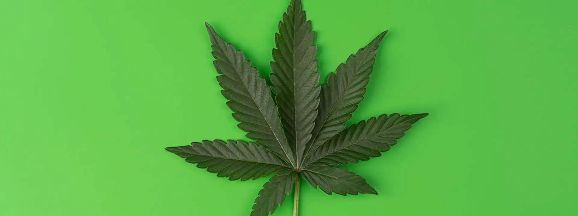closeup of cannabis leaf on bright green background